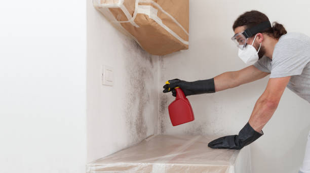 Basement Mold Remediation treatment on basement walls in Stoystown